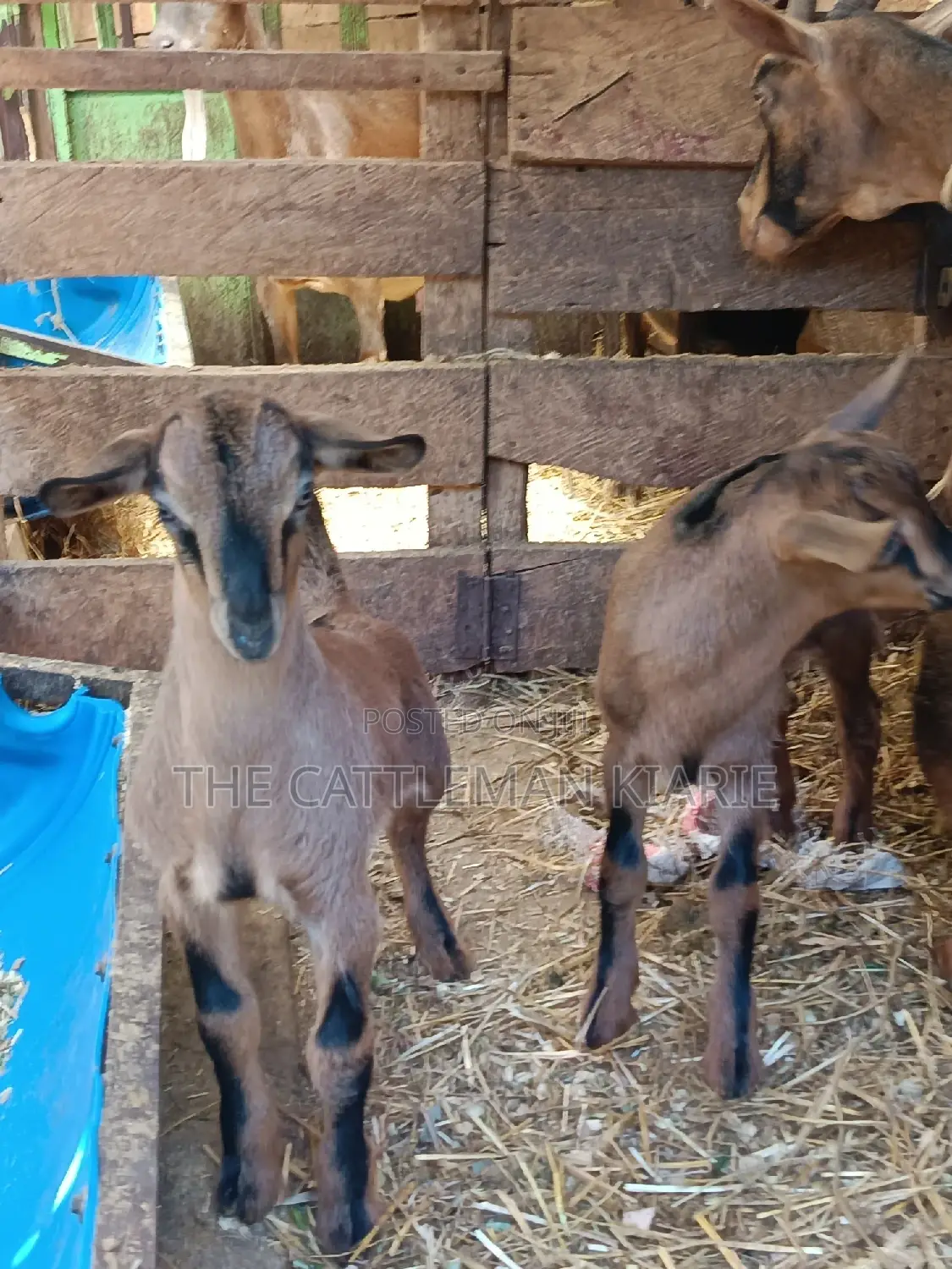 Alphine Dairy Goats for Sale