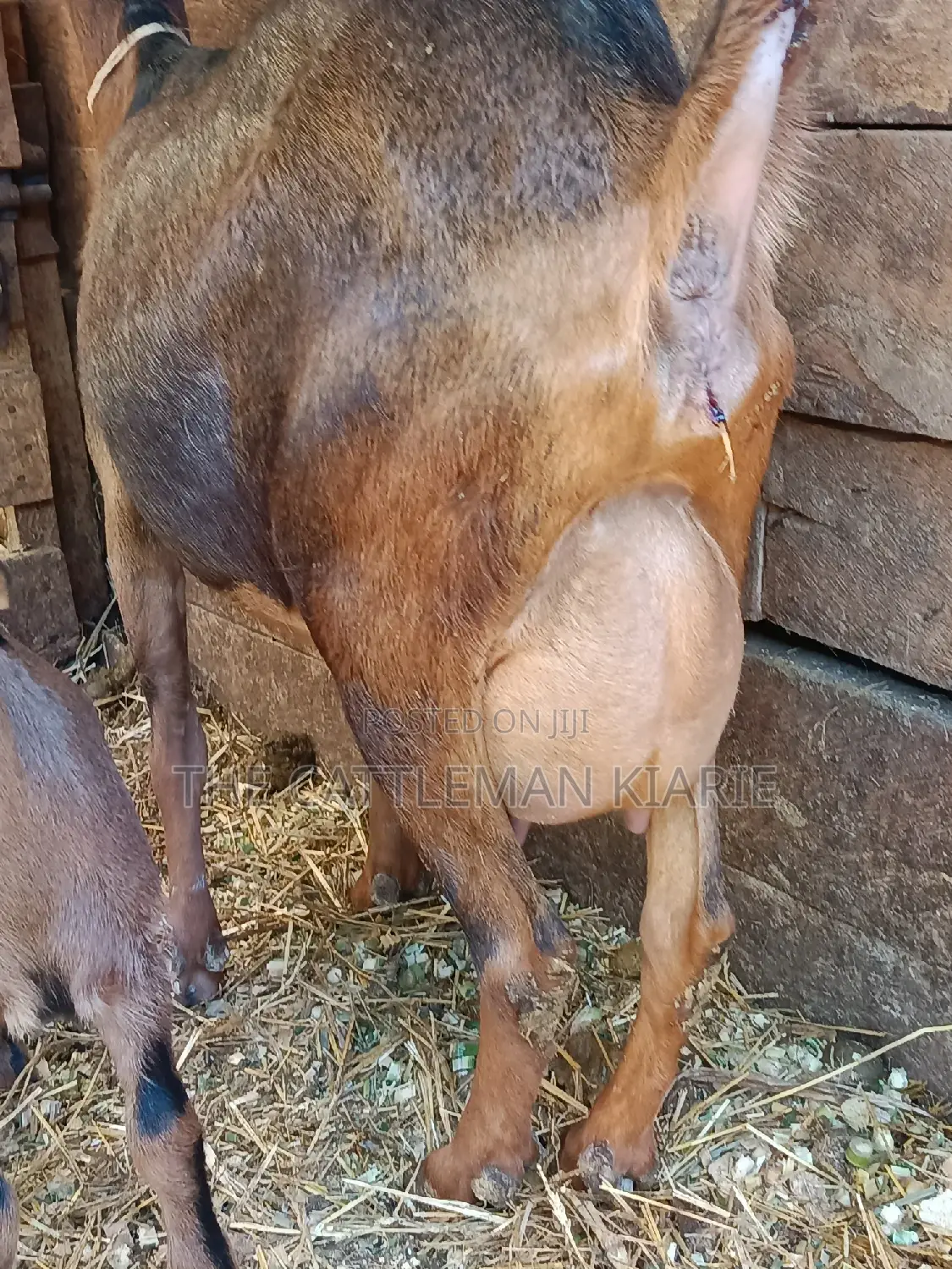 Alphine Dairy Goats for Sale