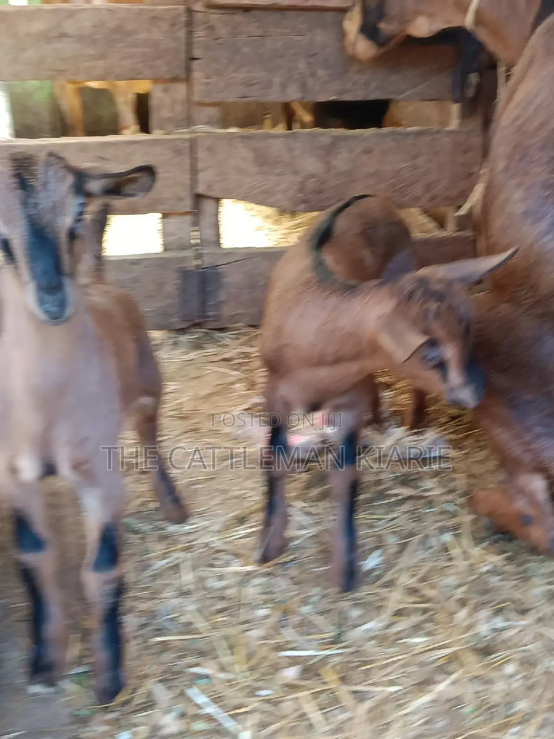 Alphine Dairy Goats for Sale