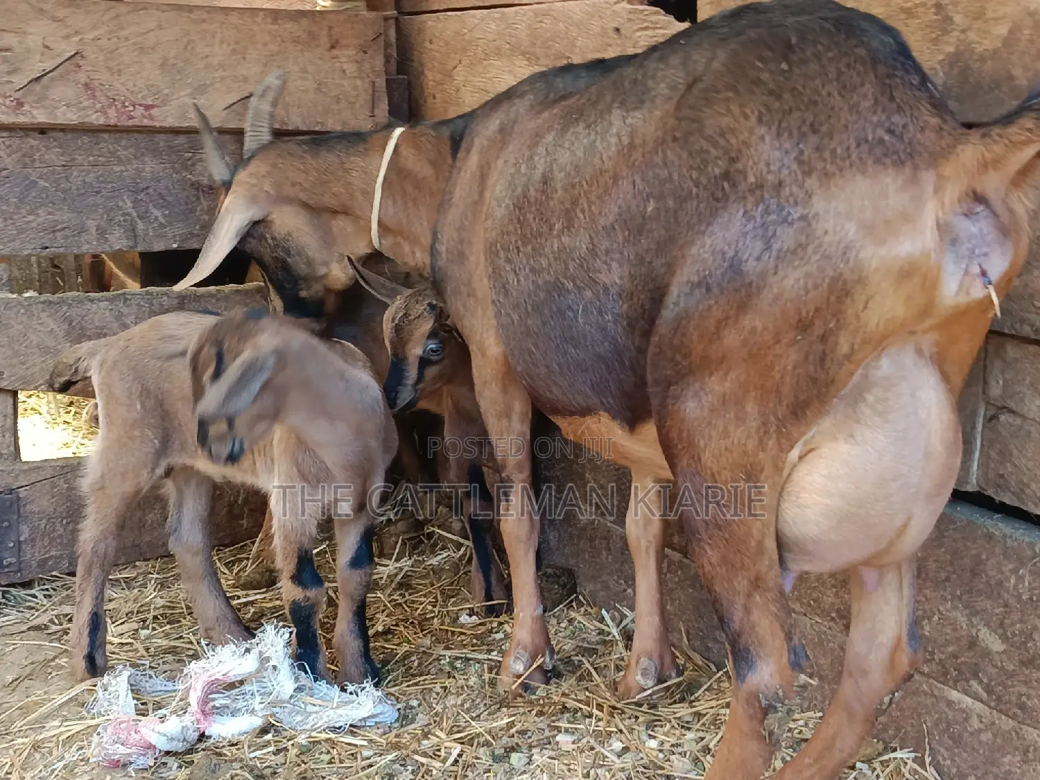 Alphine Dairy Goats for Sale