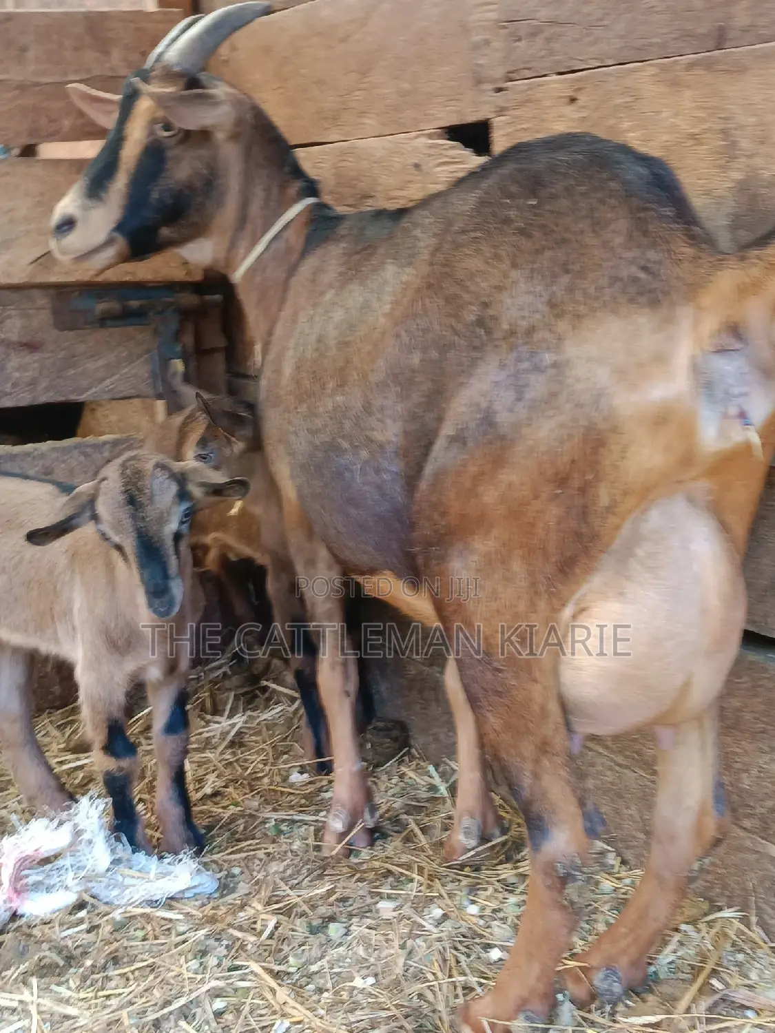 Alphine Dairy Goats for Sale