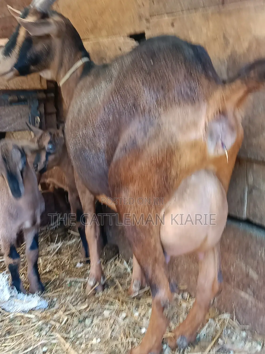 Alphine Dairy Goats for Sale