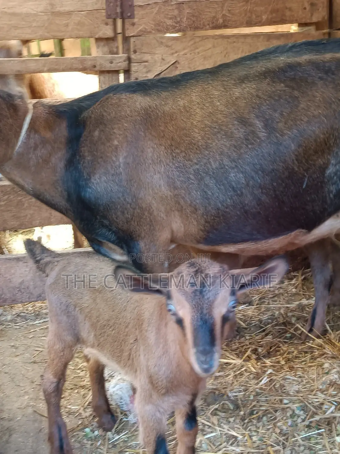 Alphine Dairy Goats for Sale