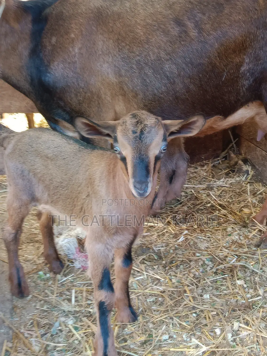 Alphine Dairy Goats for Sale