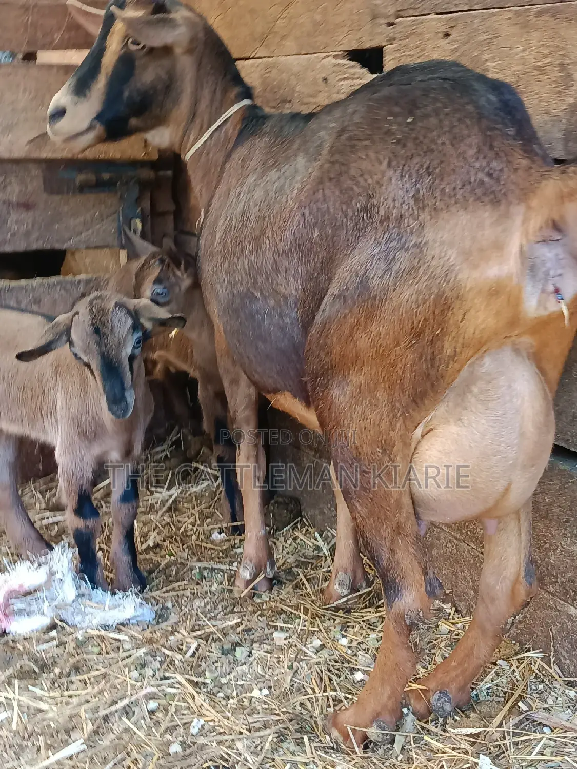 Alphine Dairy Goats for Sale