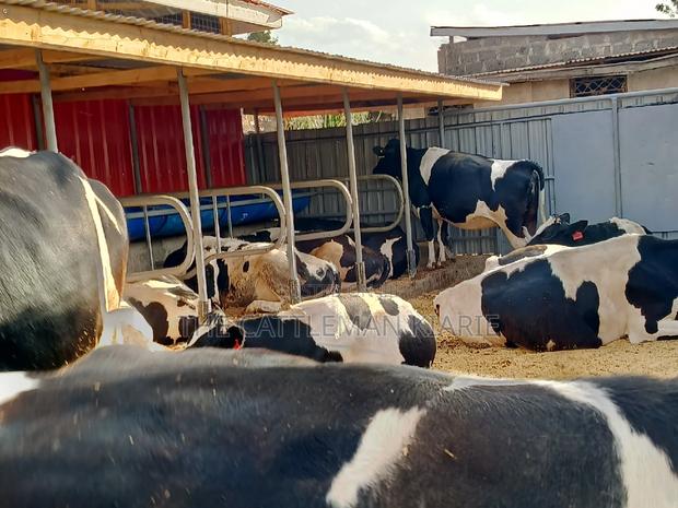 Friesian Incalf Heifers for Sale - main view