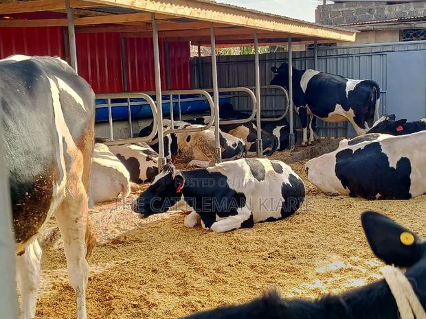 Friesian Incalf Heifers for Sale - thumbnail 2