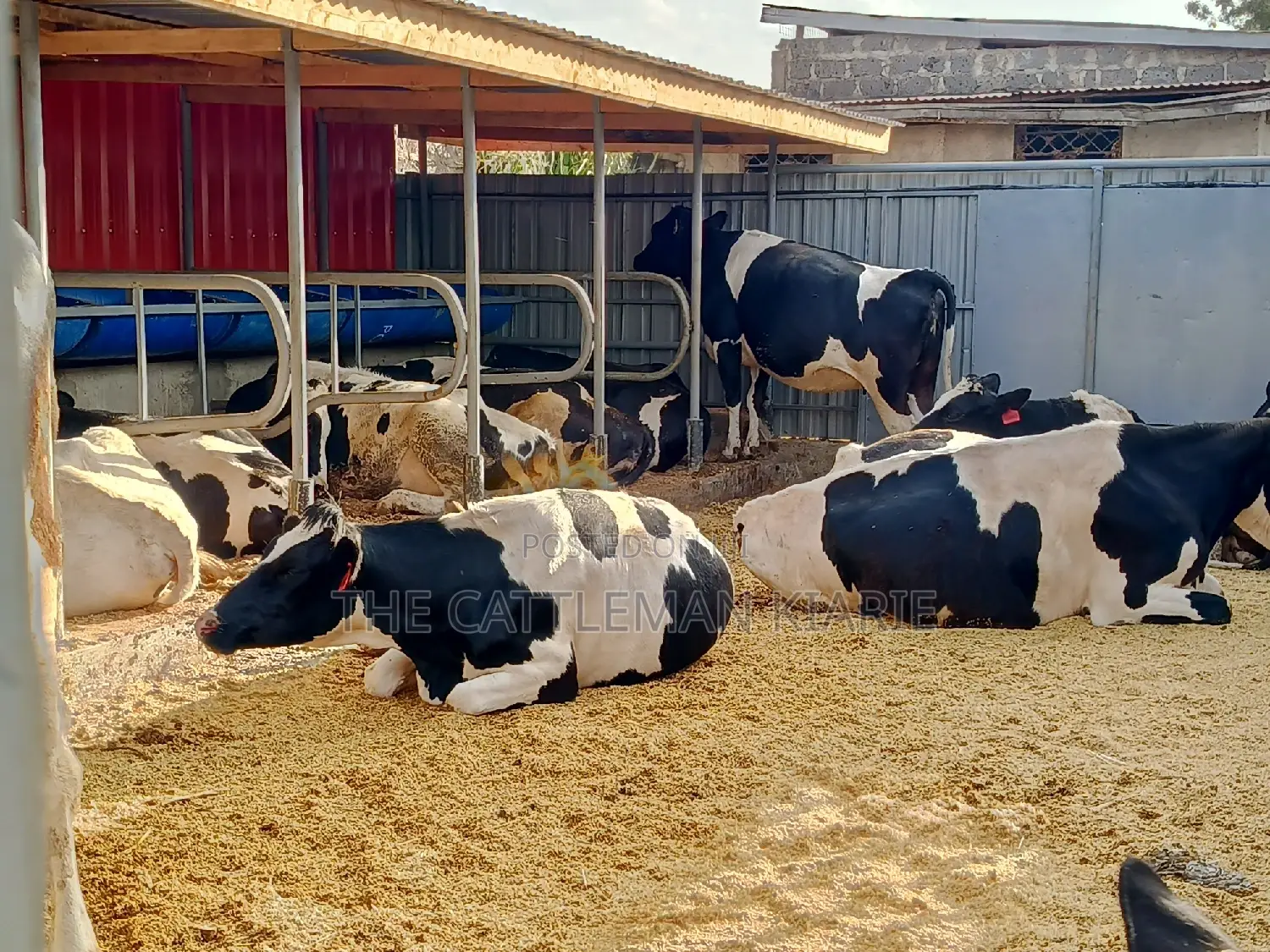 Friesian Incalf Heifers for Sale
