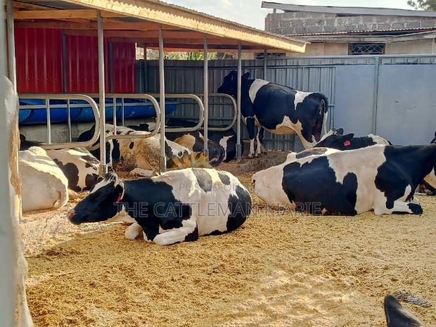 Friesian Incalf Heifers for Sale - thumbnail 3