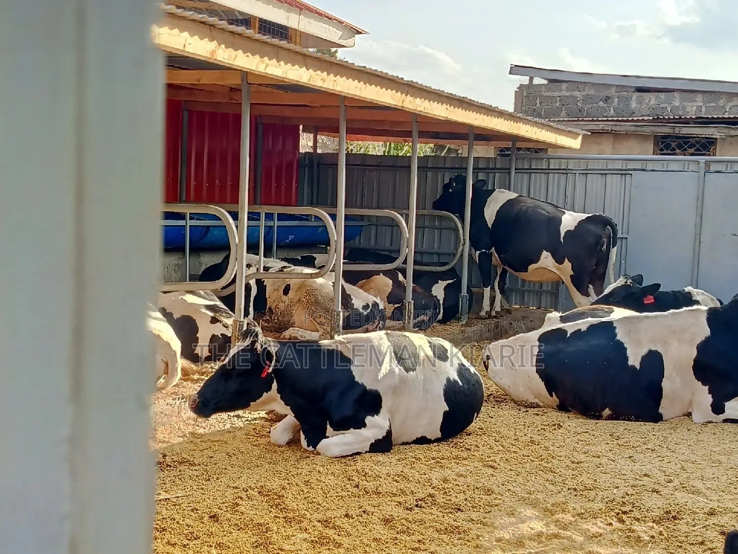 Friesian Incalf Heifers for Sale