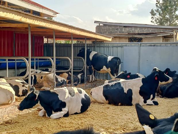 Friesian Incalf Heifers for Sale - thumbnail 5