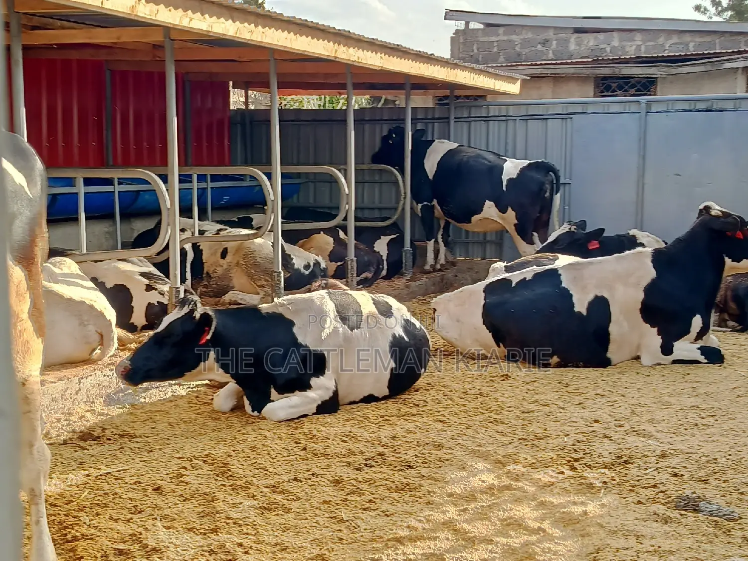 Friesian Incalf Heifers for Sale