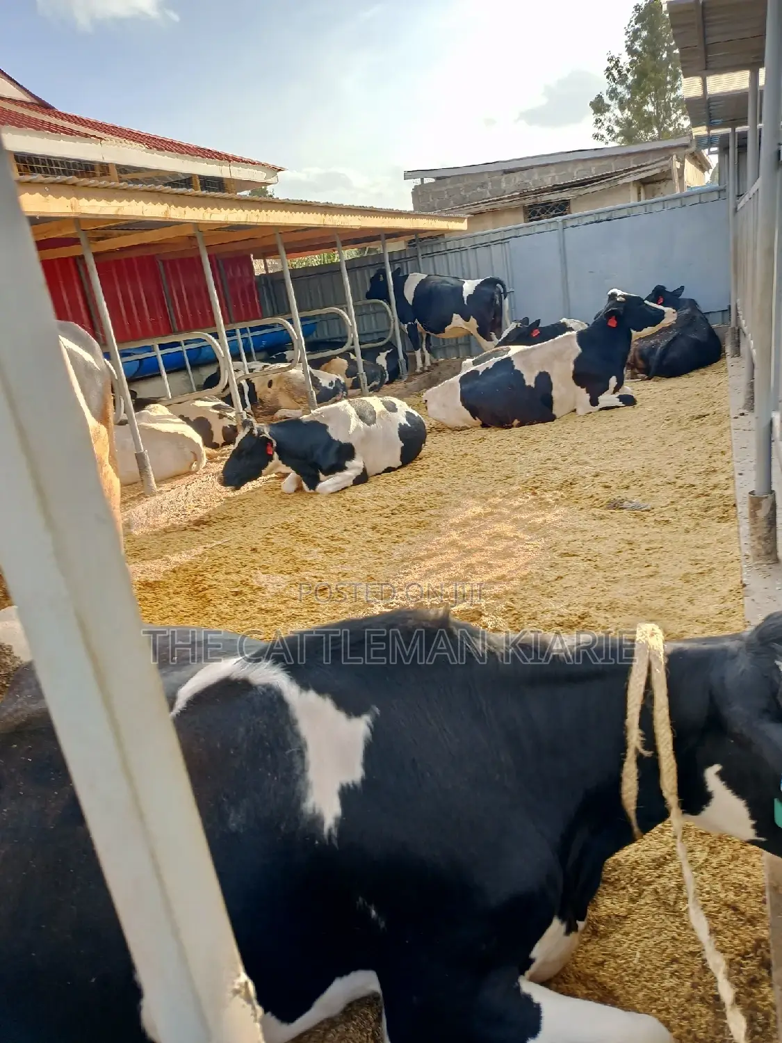 Friesian Incalf Heifers for Sale