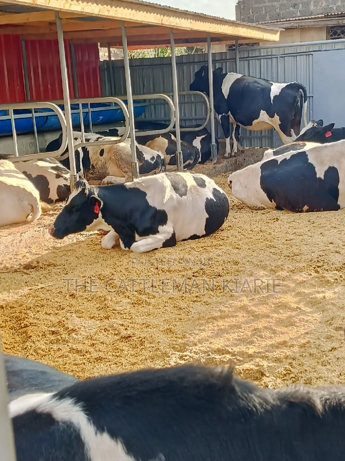 Friesian Incalf Heifers for Sale
