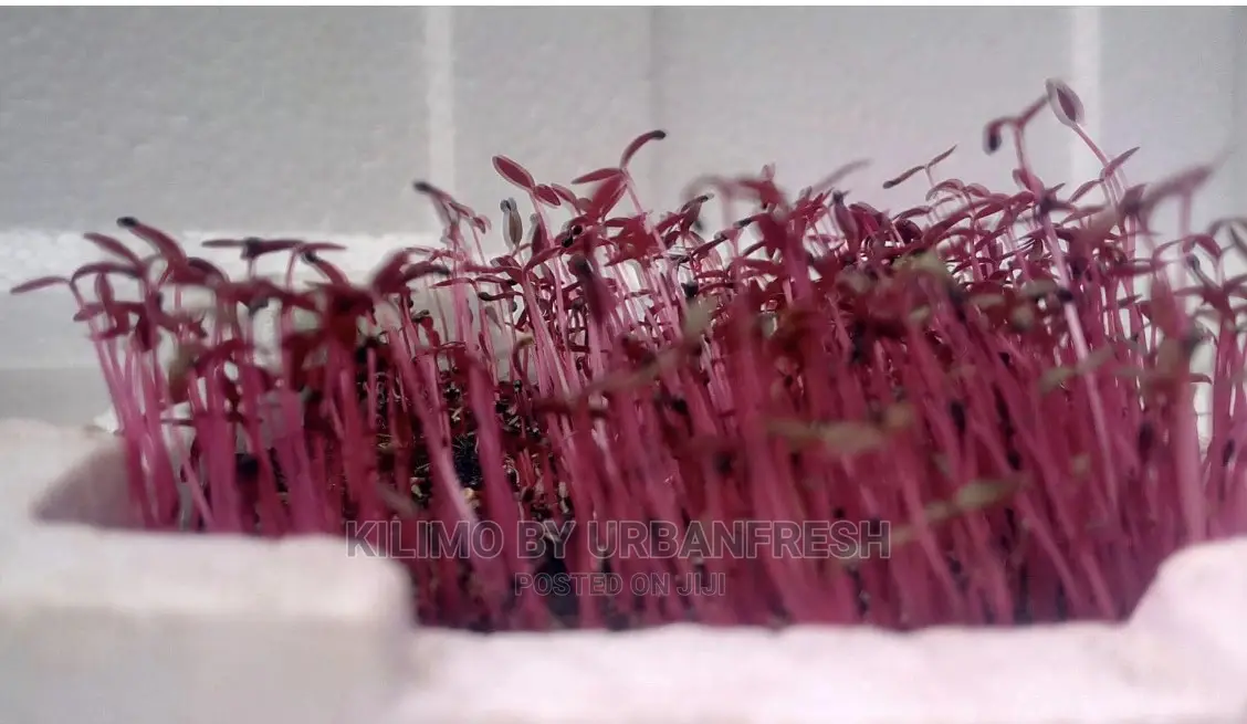 Microgreen in 5 X 7 Punnet Media.