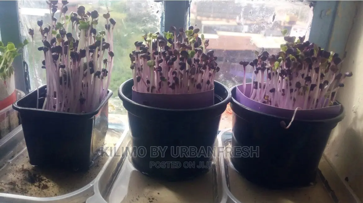 Microgreen in 5 X 7 Punnet Media.