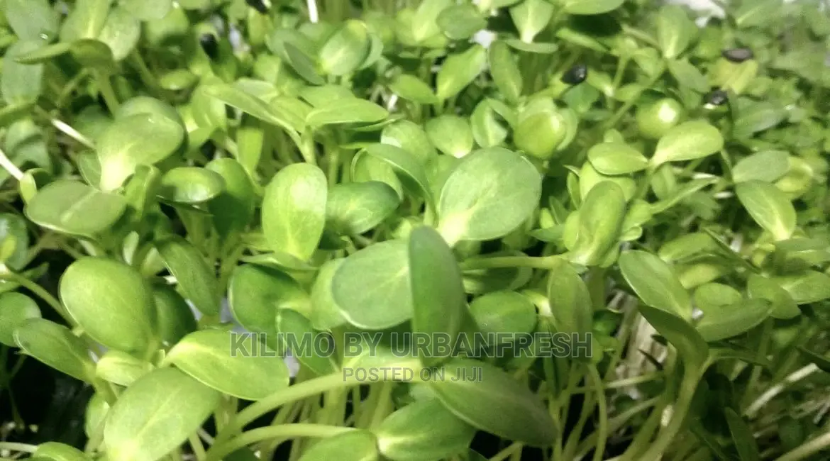 Microgreen in 5 X 7 Punnet Media.