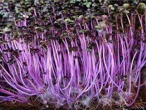 Microgreen in 5 X 7 Punnet Media. - main view