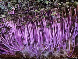 Microgreen in 5 X 7 Punnet Media.