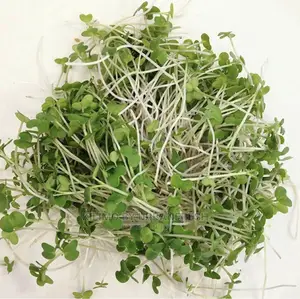 Microgreen in 5 X 7 Punnet Media.
