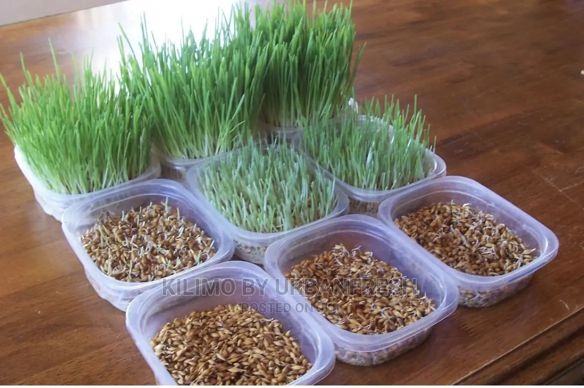 Microgreen in 5 X 7 Punnet Media.