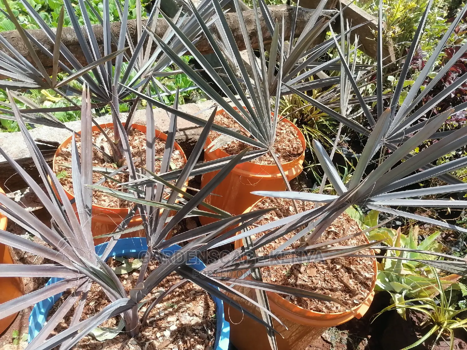 Bismarckia Nobilis Palm