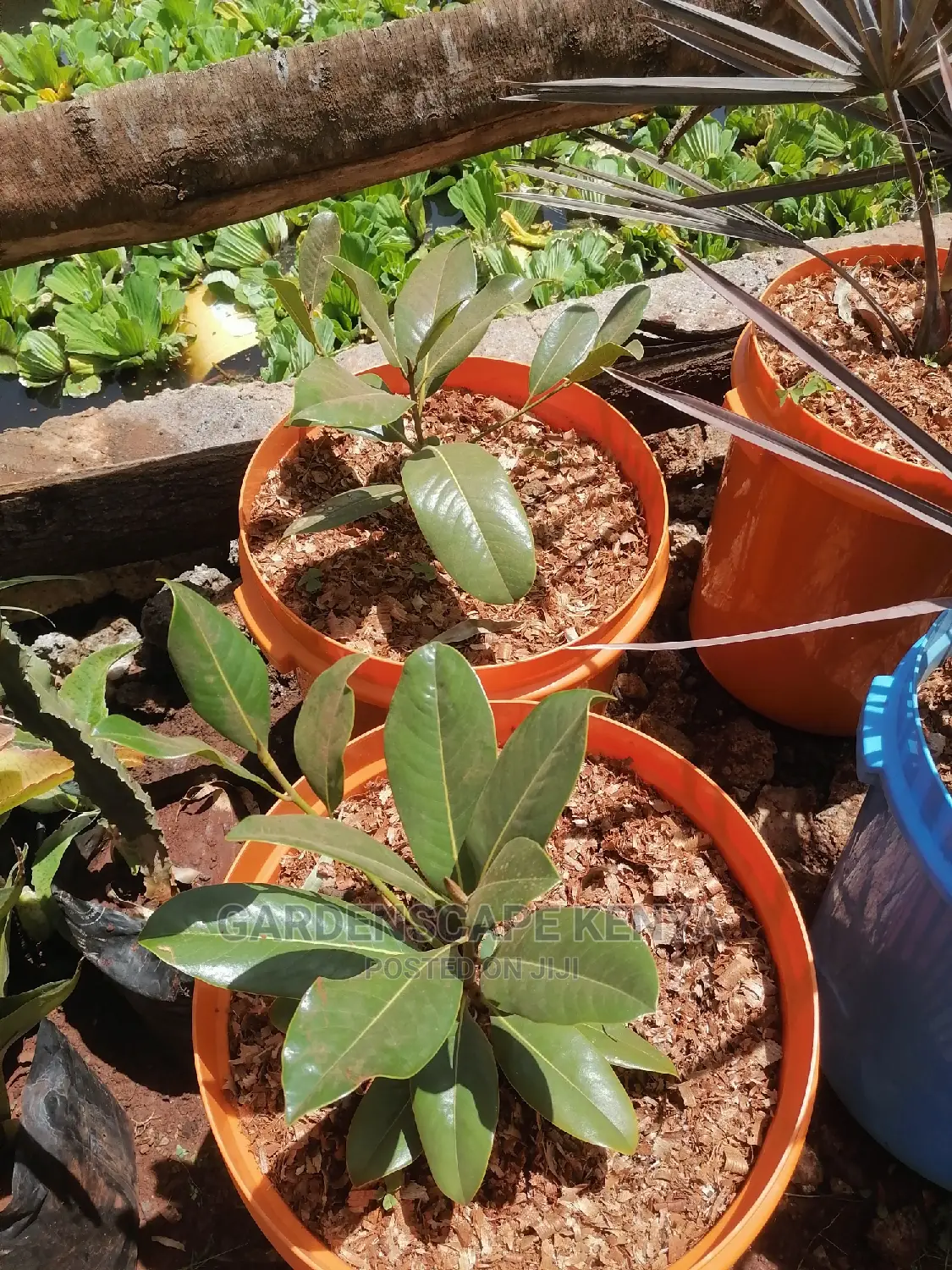 Magnolia Plants