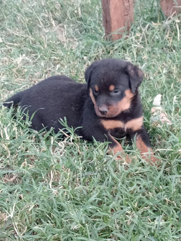 1-3 Months Female Purebred Rottweiler