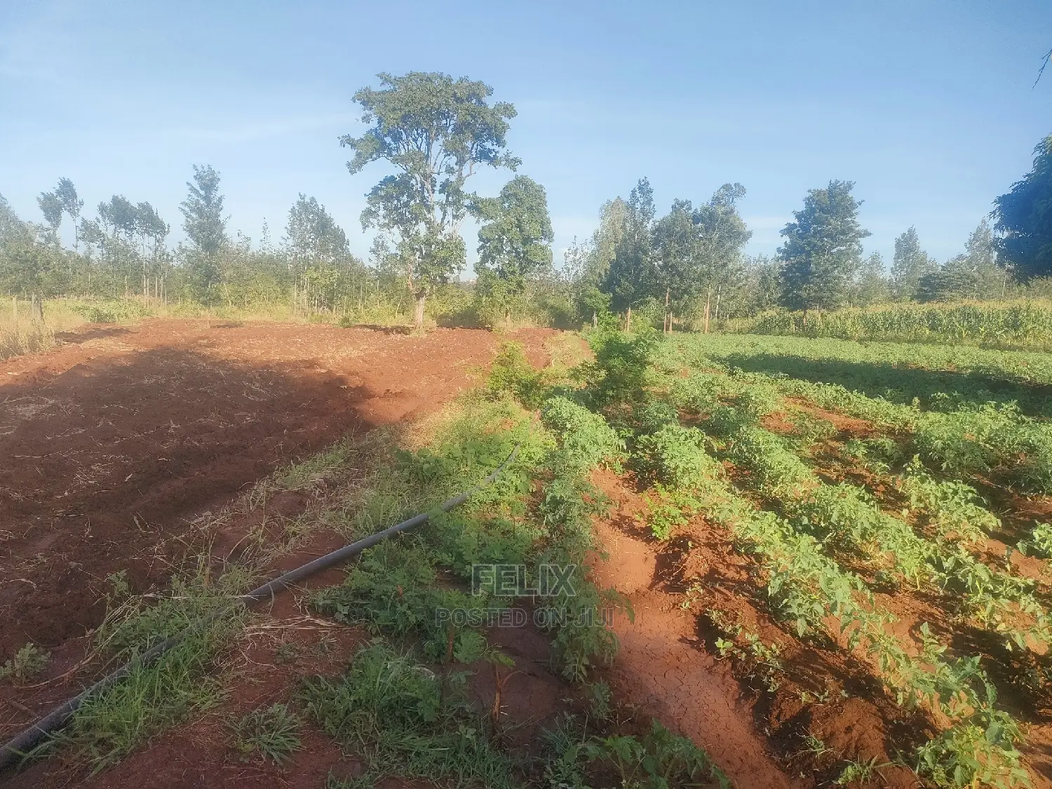 Sagana/ Makutano Tana