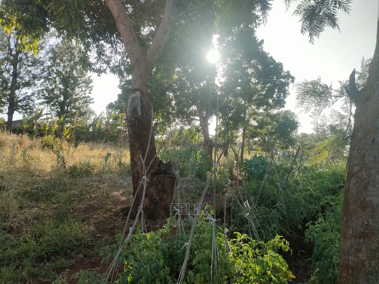 Sagana/ Makutano Tana