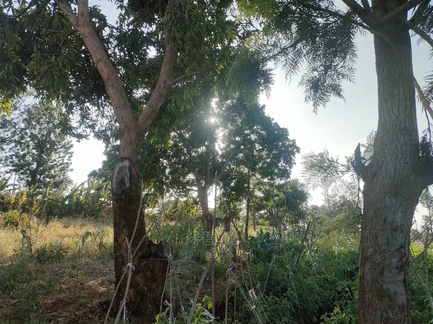Sagana/ Makutano Tana