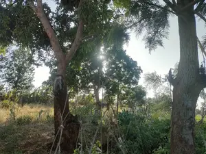 Sagana/ Makutano Tana