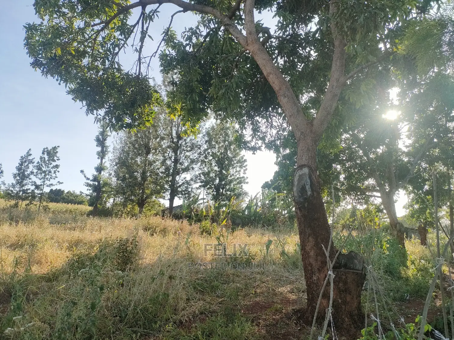 Sagana/ Makutano Tana
