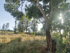 Sagana/ Makutano Tana