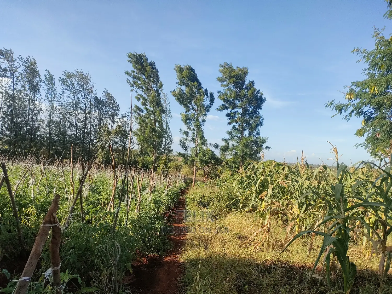 Sagana/ Makutano Tana