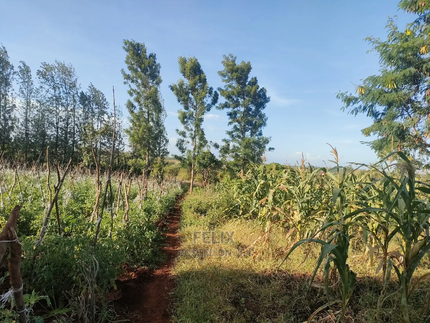 Sagana/ Makutano Tana