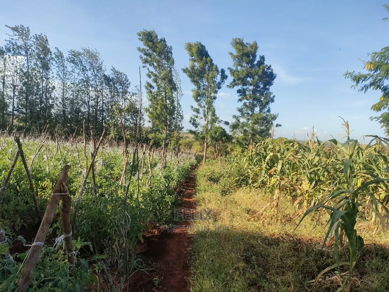 Sagana/ Makutano Tana