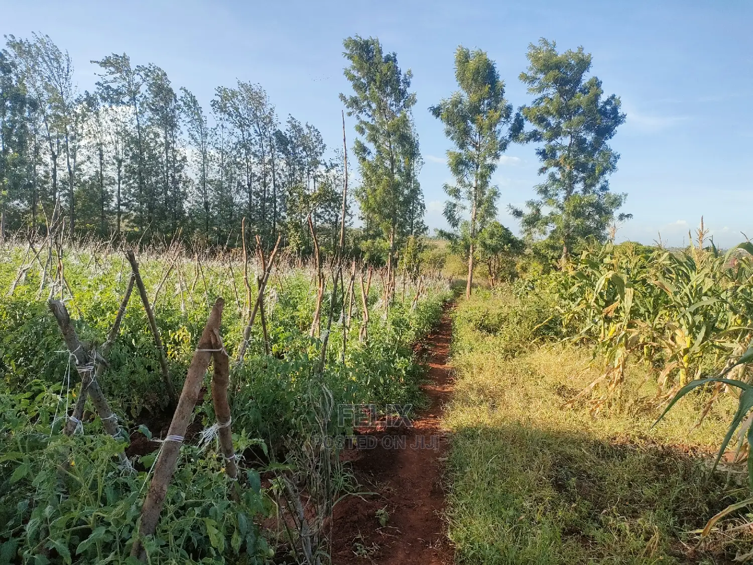 Sagana/ Makutano Tana