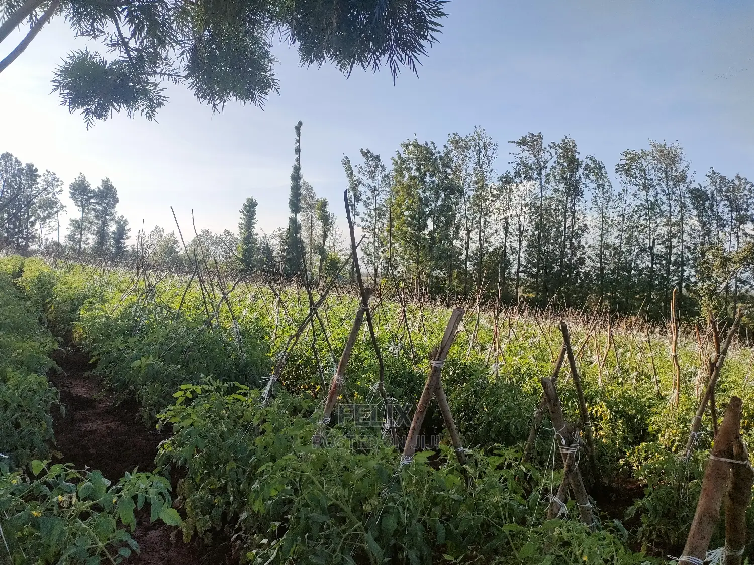 Sagana/ Makutano Tana
