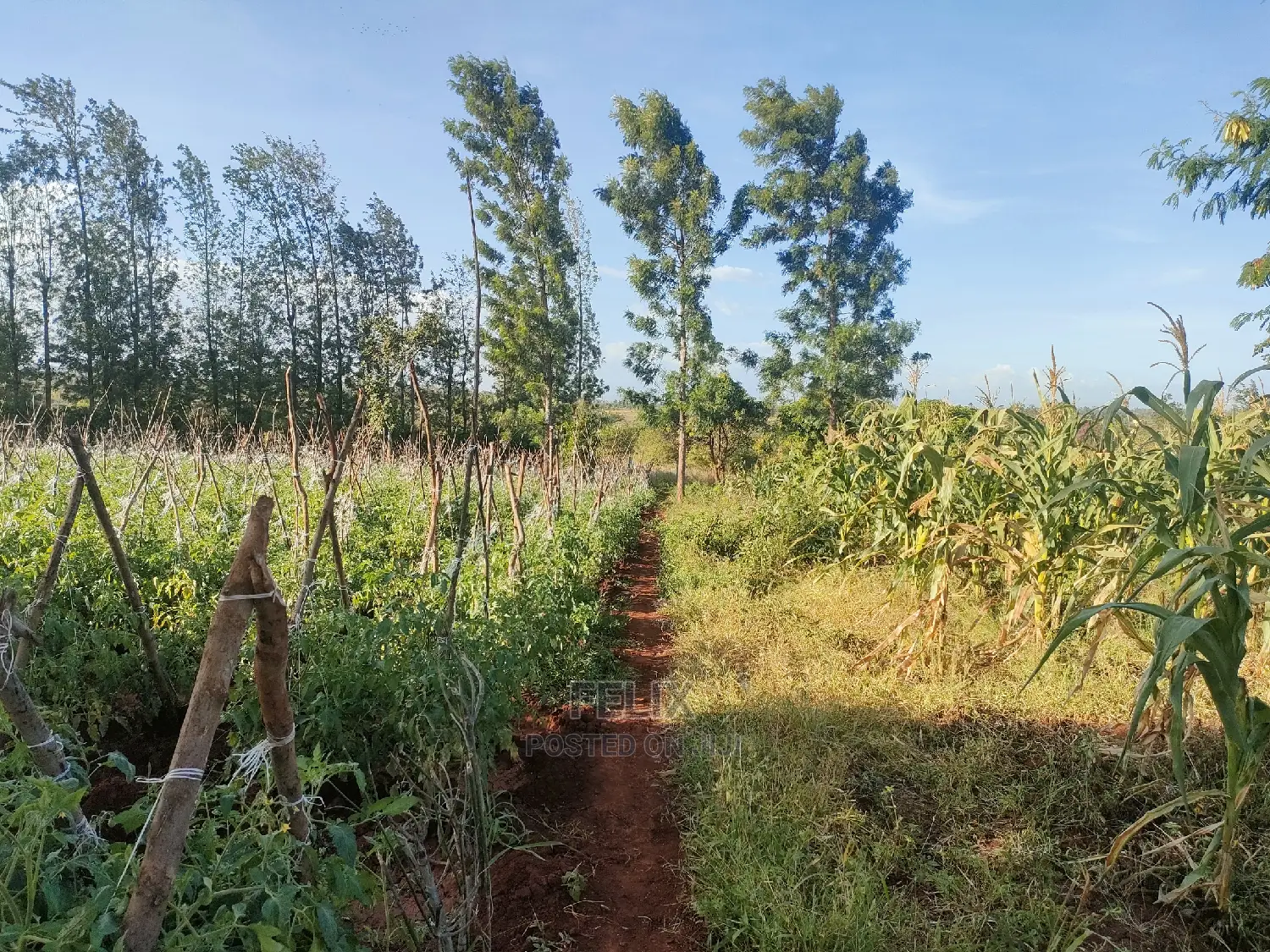 Sagana/ Makutano Tana