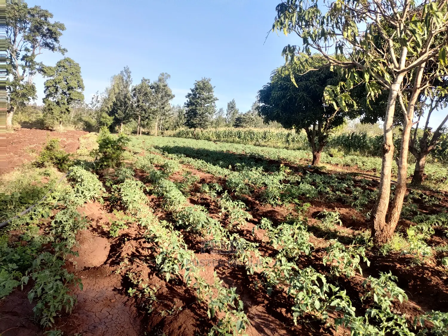 Sagana/ Makutano Tana