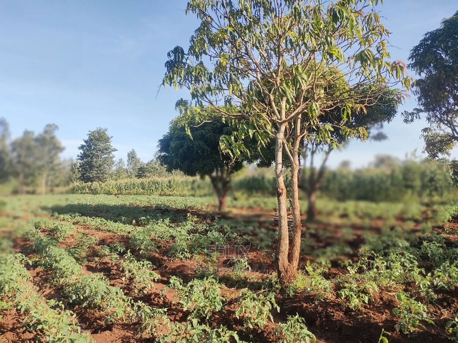 Sagana/ Makutano Tana