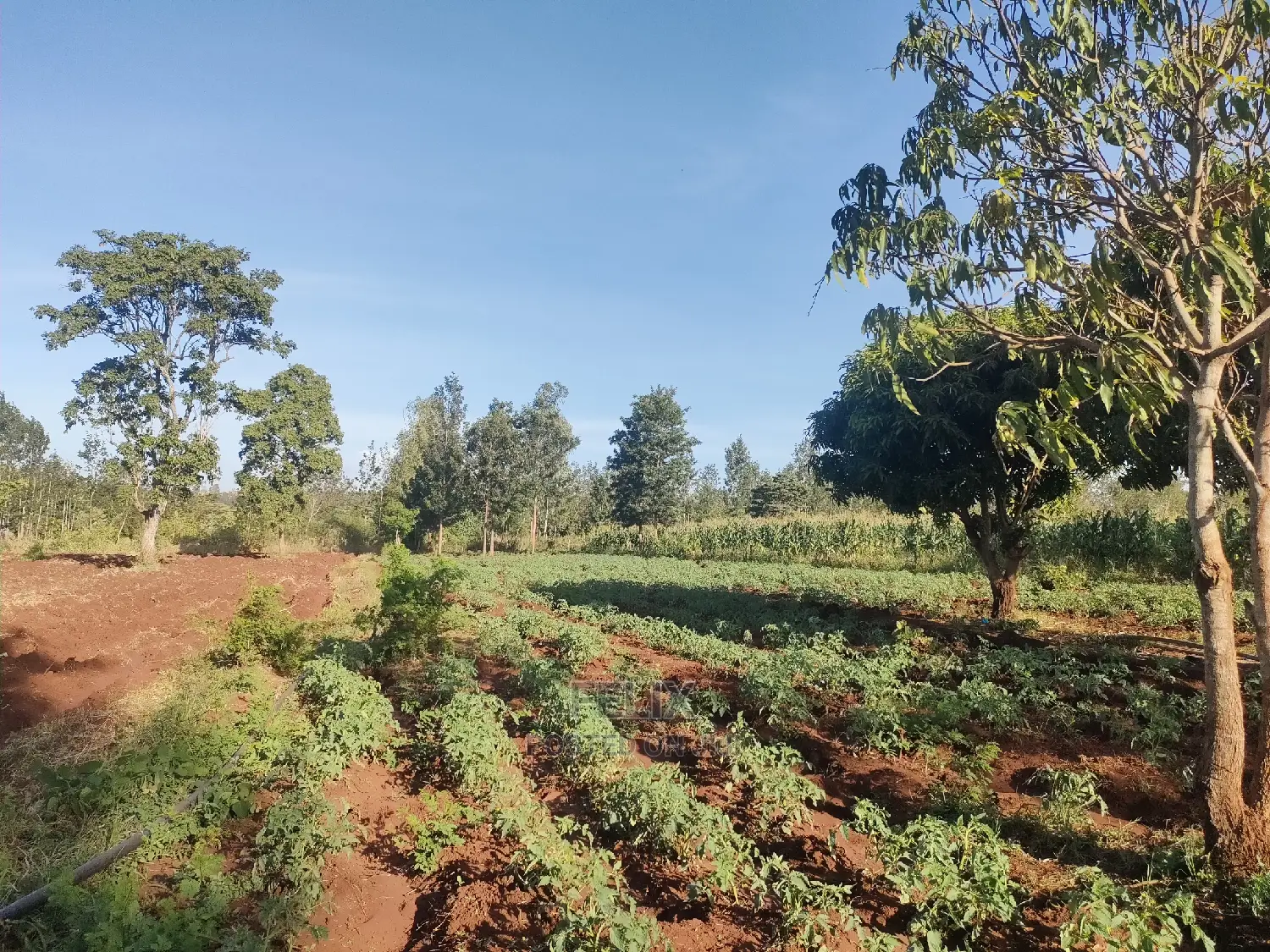 Sagana/ Makutano Tana