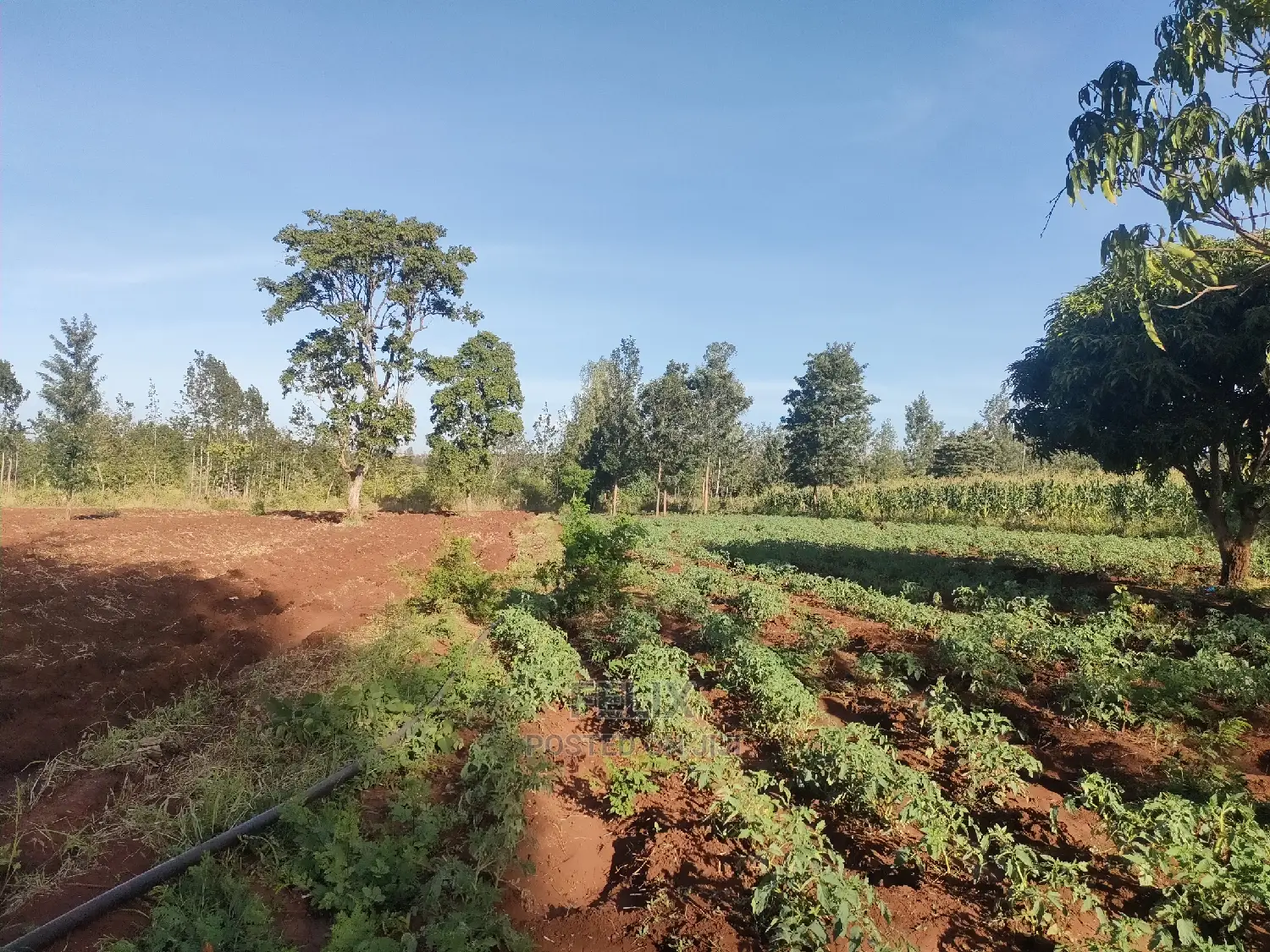 Sagana/ Makutano Tana