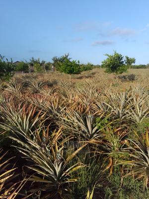 2 Acres Malindi With Ready Title Deed - thumbnail 2