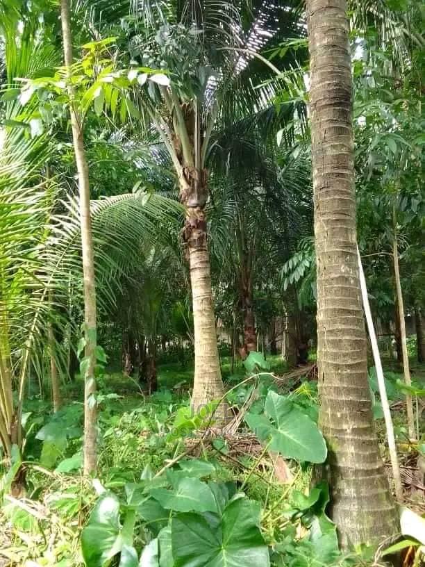 2 Acres Malindi With Ready Title Deed - thumbnail 3