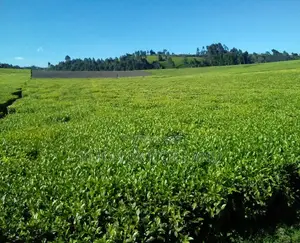 Land for Sale in Limuru