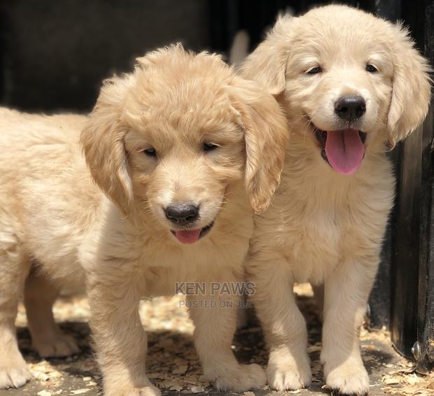 1-3 Months Male Purebred Golden Retriever