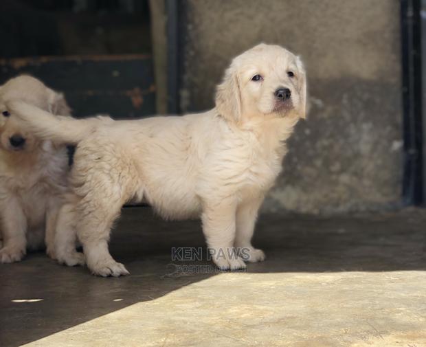 1-3 Months Male Purebred Golden Retriever