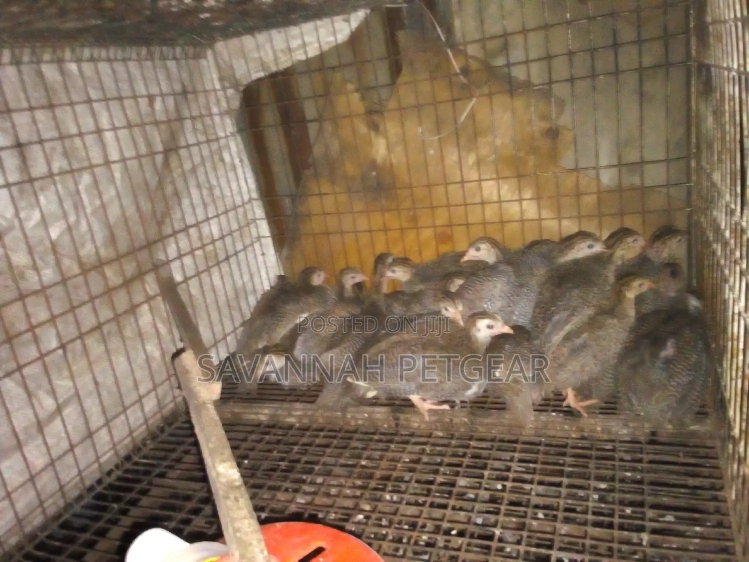Mature and Laying Dotty Guinea Fowls for Sale - Pairs